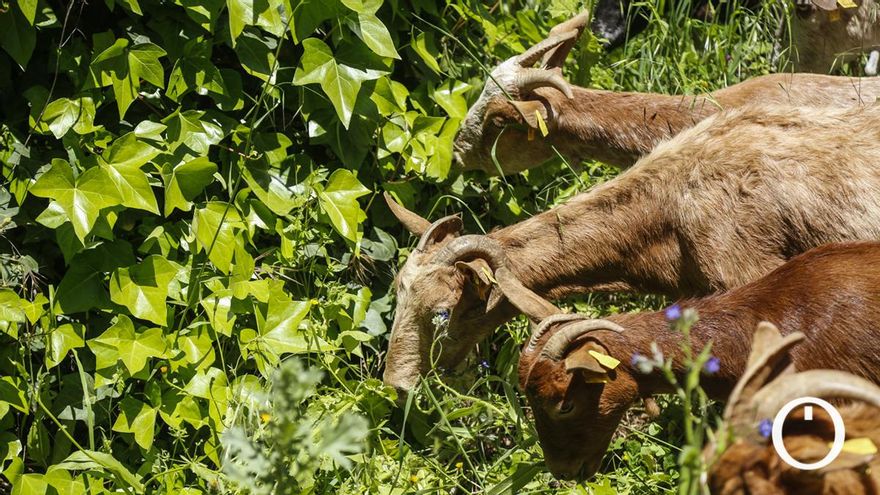 Rebaño de cabras en labores de prevención de incendios