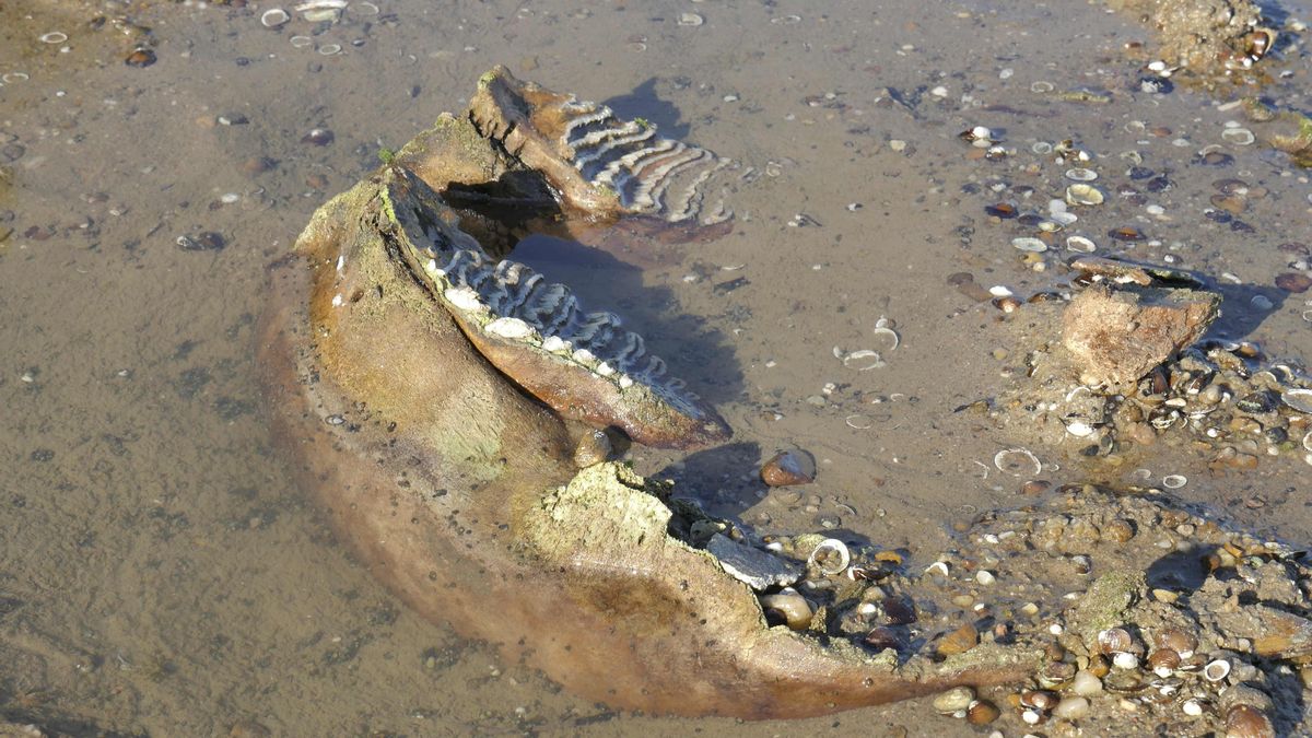 El bajo nivel del Danubio deja al descubierto los restos de un mamut en Bulgaria