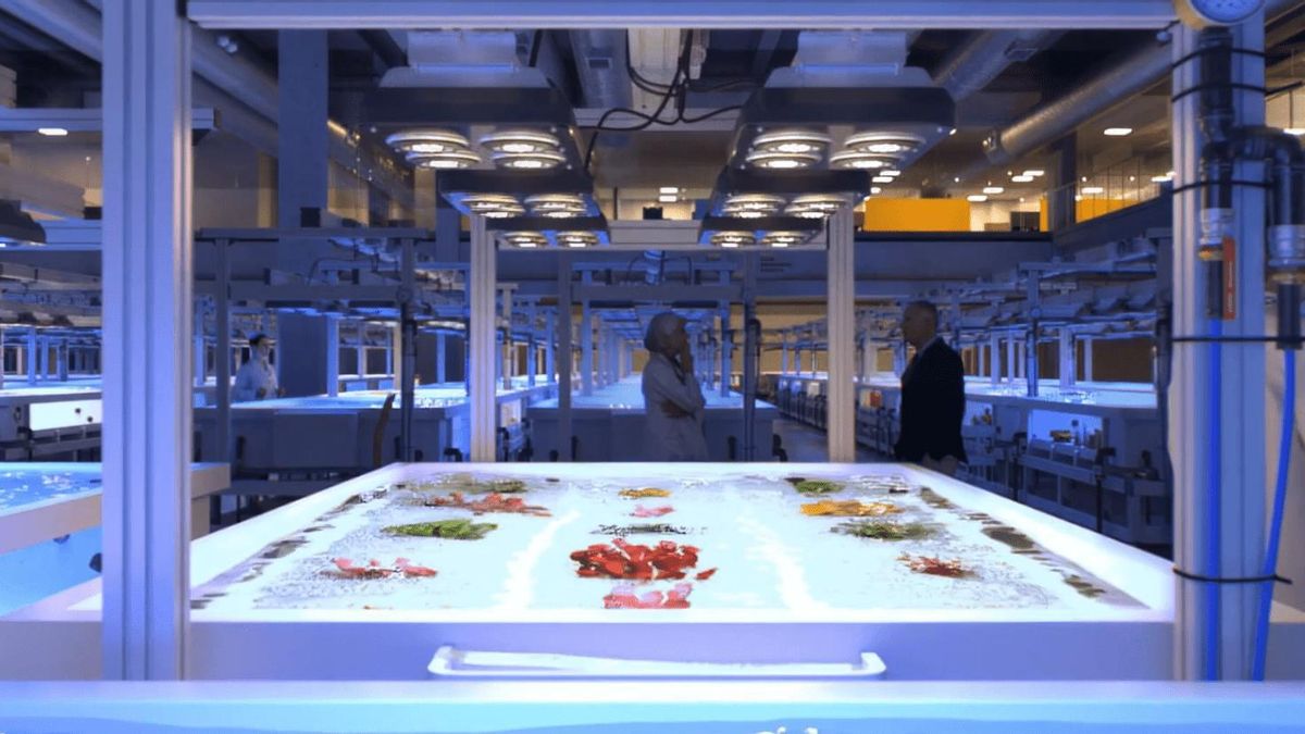 Els projectes CoralMath i Kcri-Encoredat desenvolupen sistemes de mesura dels corals que permeten dissenyar estratègies de conservació més eficaces.