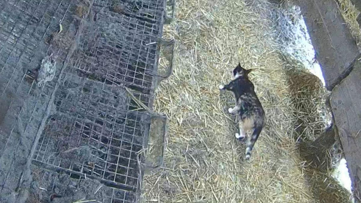 Un gato camina por las naves, aumentando el riesgo de contagio de virus entre los animales