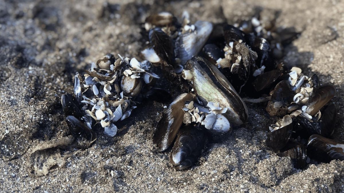Los moluscos bivalvos, como las cholgas, deben consumirse con precaución cuando hay grandes mareas. Foto: cortesía Gobierno de Argentina