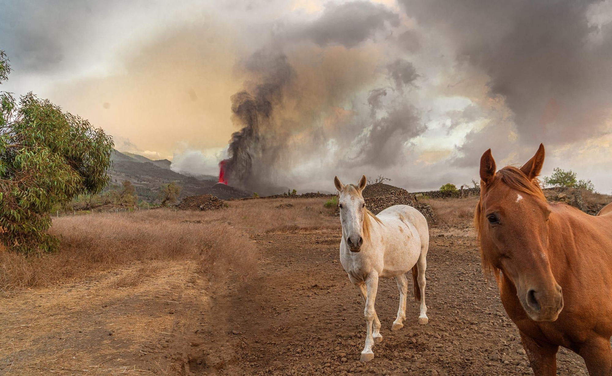 Dos caballos junto al volcán que explotó en El Paso. EMILIO BARRIONUEVO