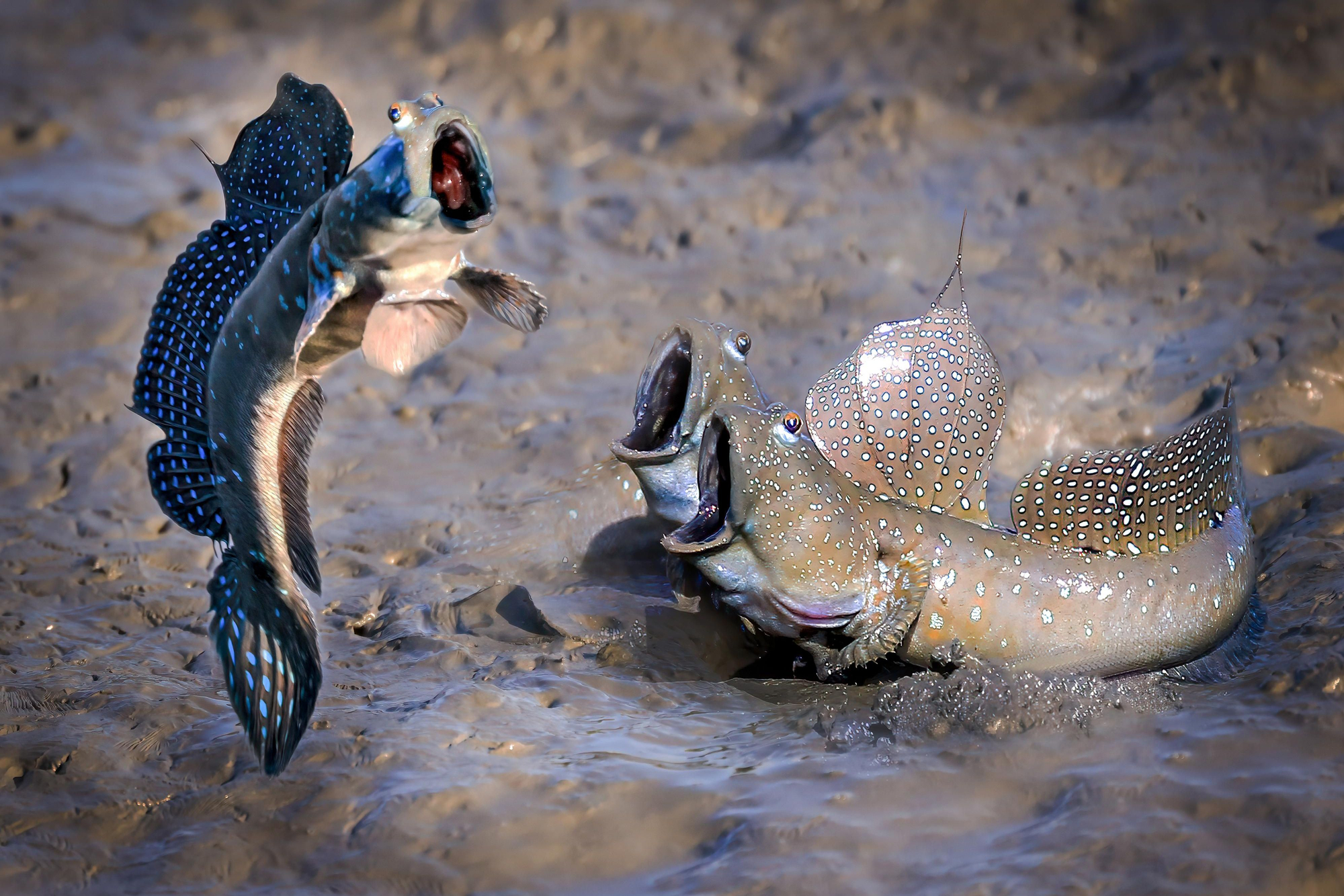 'Mira quien salta alto' ('See who jumps high') una de las imágenes destacadas en la categoría 'Altamente Elogiado'