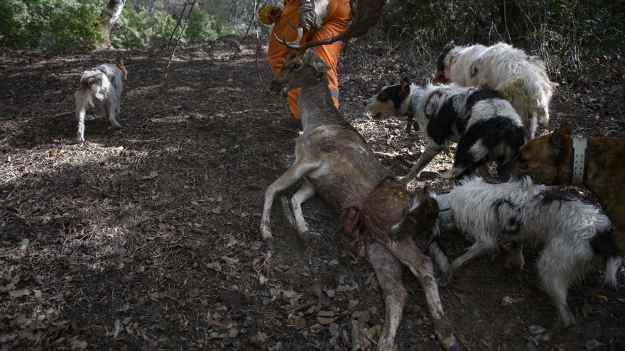 Los cazadores baten su récord al matar 700.000 grandes piezas en un año