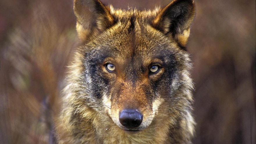 Nuevo censo del lobo: las manadas están un tercio por debajo del umbral de seguridad a pesar de la protección