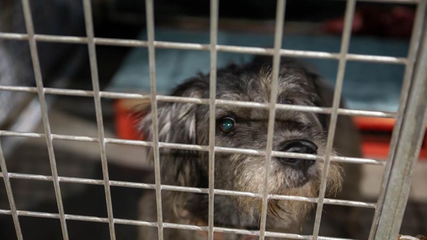Un perro en un refugio de animales en La Palma. / FOTO: JOSÉ BRINGAS