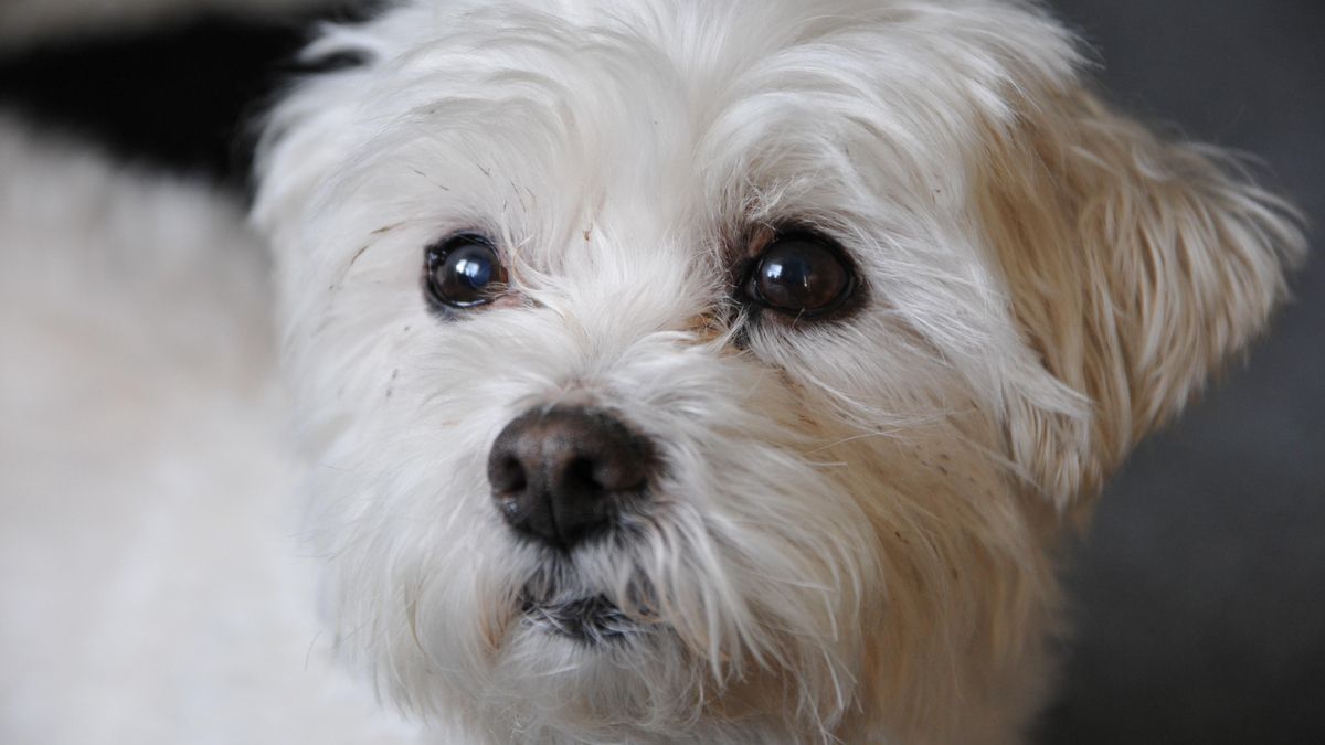 Imagen de un bichón maltés.