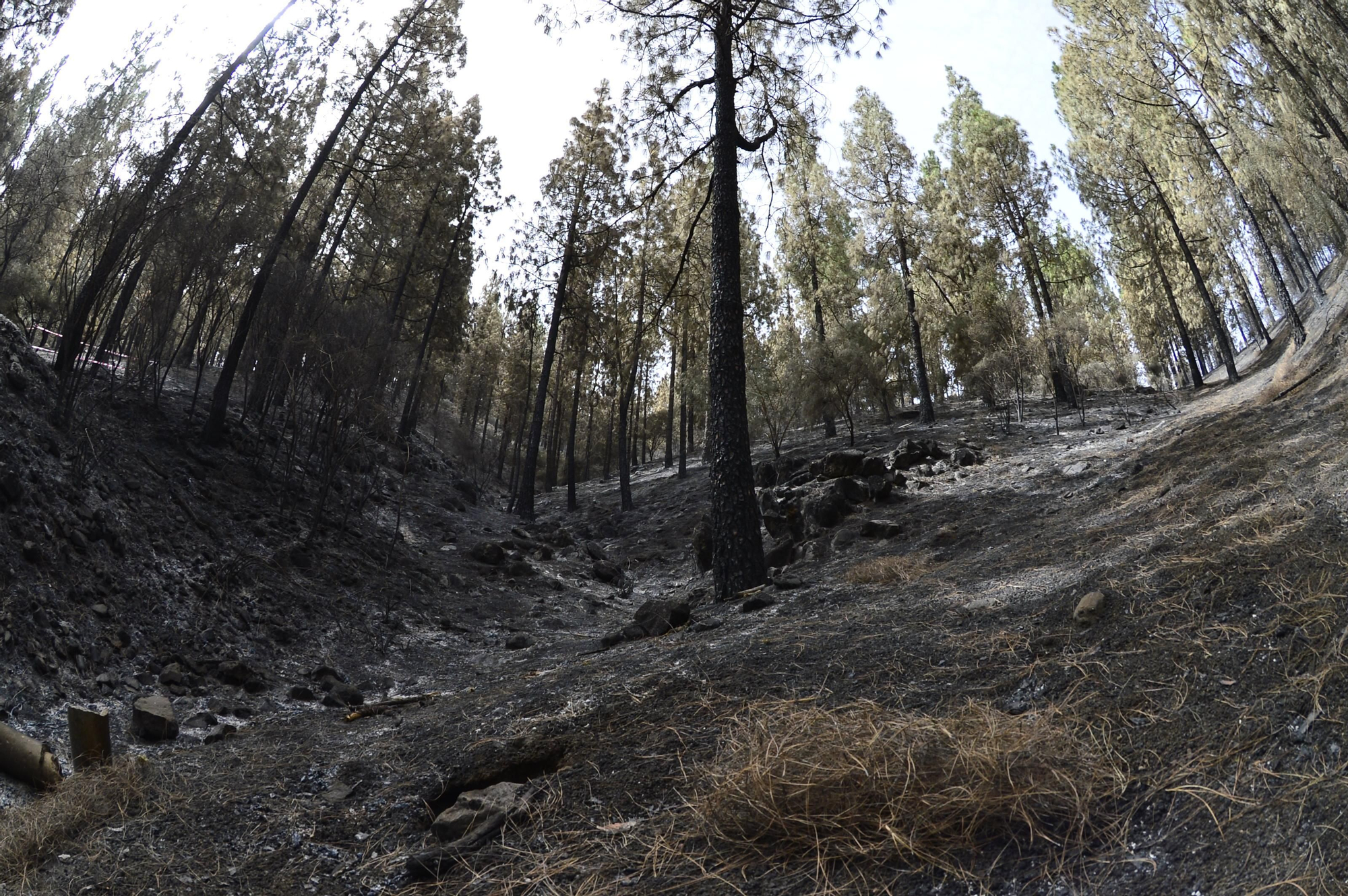 Efectos del incendio en la cumbre de Gran Canaria. (ÁNGEL SARMIENTO)