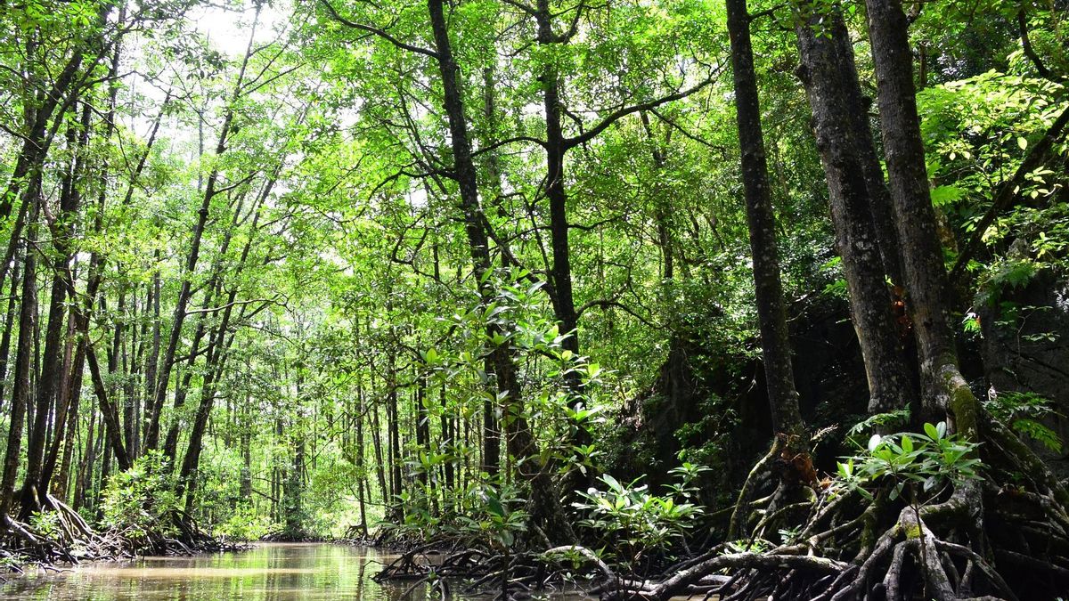 La biodiversidad de Palawan es un pilar fundamental que justifica su reconocimiento como una reserva de la biosfera esencial para el ecosistema global