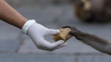 La ONG defensora de los animales PETA pidió este miércoles el cierre de los mercados de animales en Asia por el riesgo de propagación de virus como el de la COVID-19, principalmente aquellos en los que se sacrifican especies vivas.