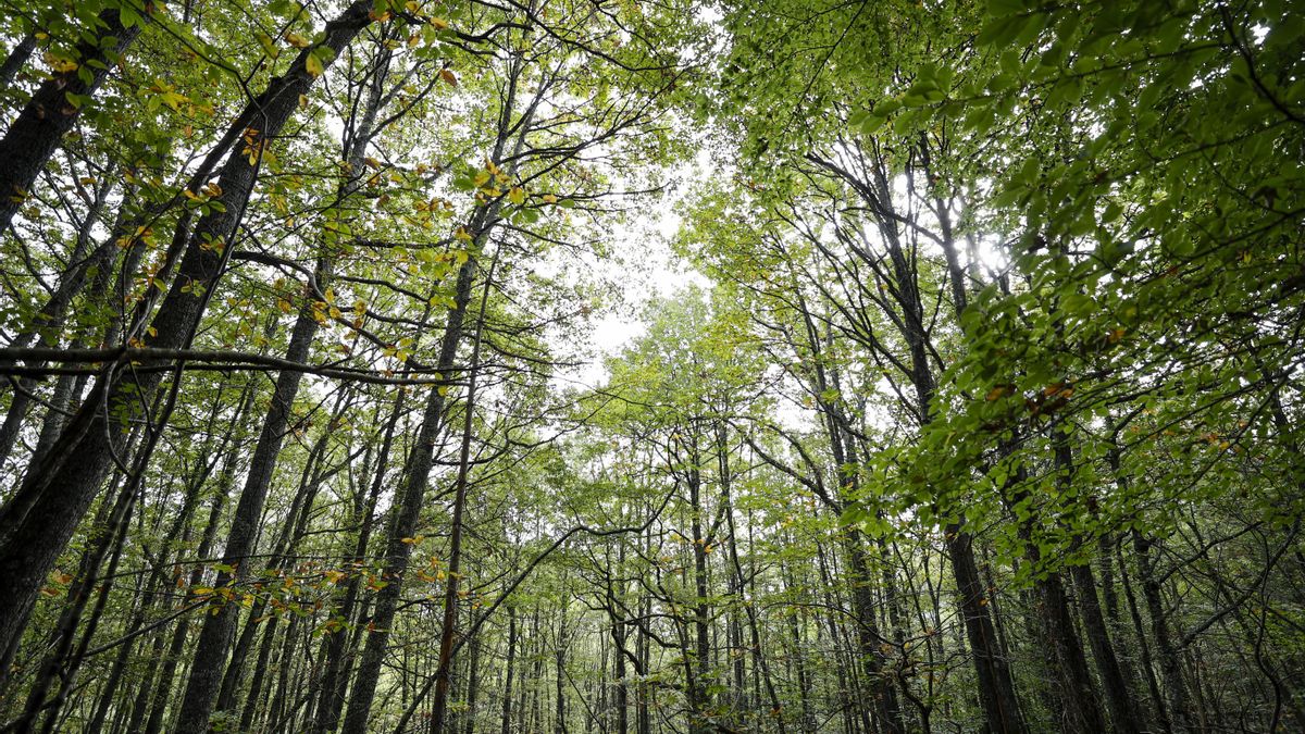 Imagen de archivo de un robledal. EFE/Luis Tejido