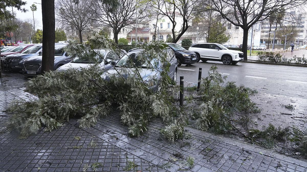 Árboles caídos en la avenida de América