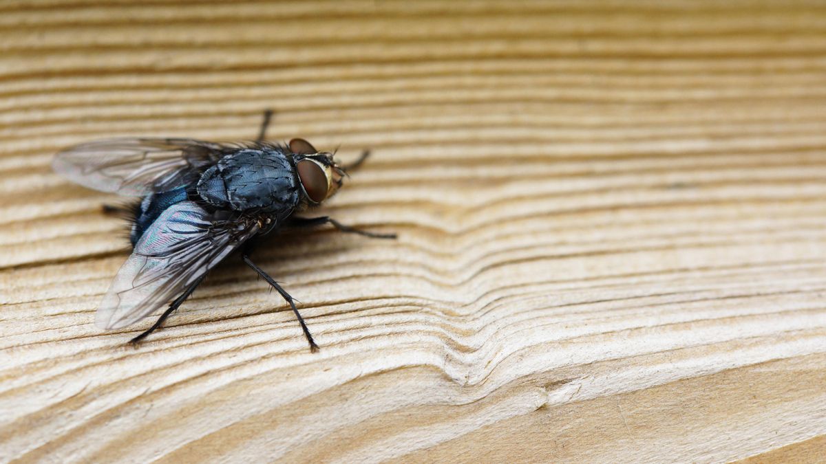 Cinco trucos sencillos para ahuyentar a las moscas de casa este verano