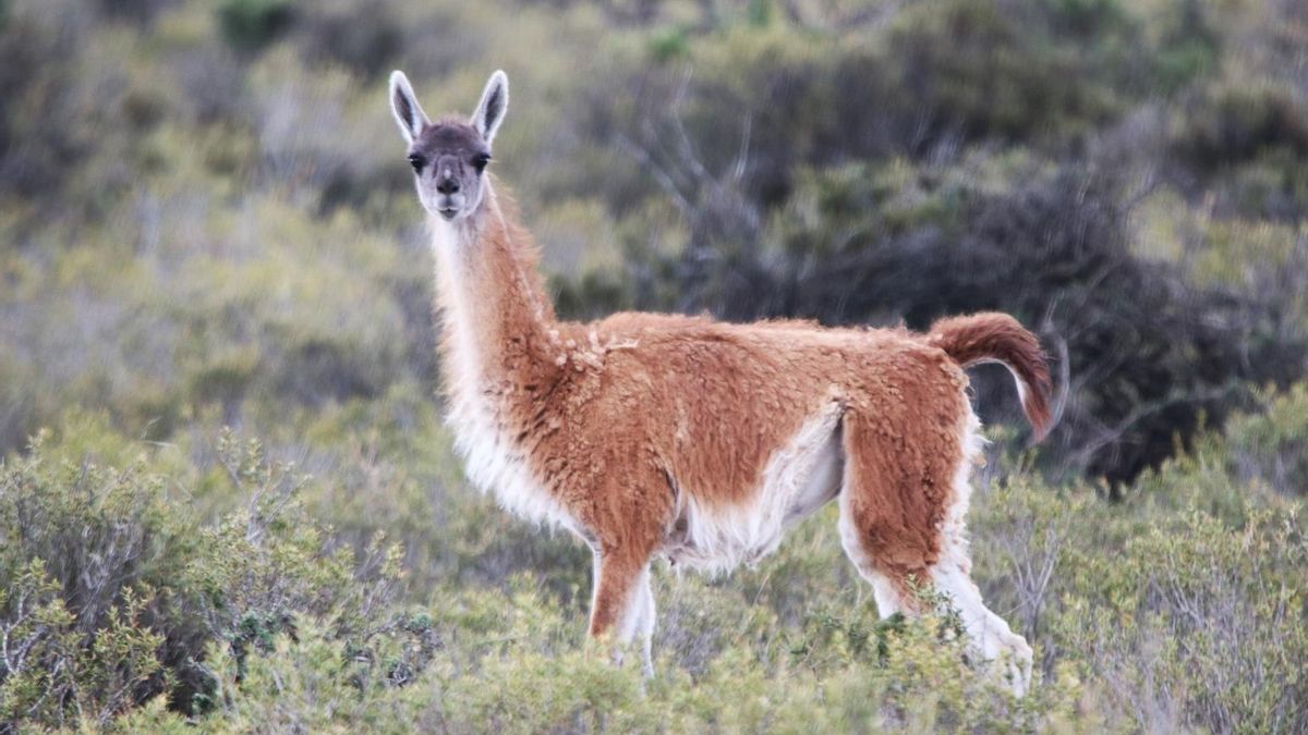 El guanaco (Lama guanicoe) es presa de depredadores como el puma y el jaguar o yaguareté. Foto: cortesía Alcides Ramos/Libro Amo del monte