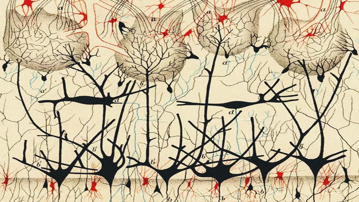 El Conde de Torrefiel estrenará en el Teatro María Guerrero, Lexicón