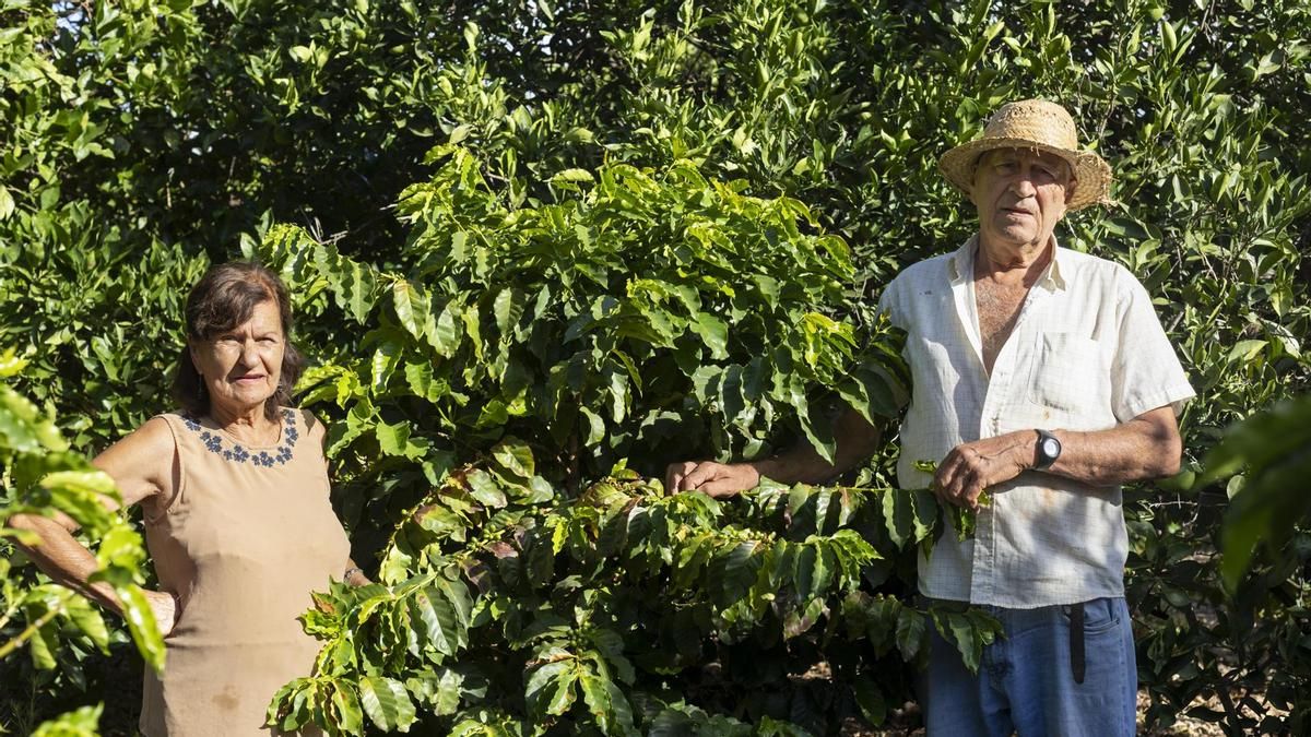 El café de Agaete, enraizado en tierra volcánica y tradición, busca reconocimiento europeo