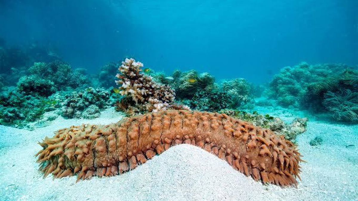 Conocido como pepino de mar por su forma alargada, este animal de movimientos lentos tiene un papel básico en los ecosistemas marinos