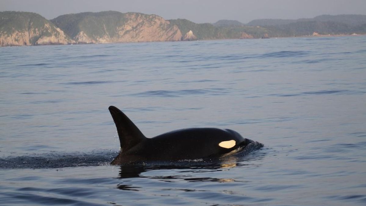 Orca del ecotipo POT avistada muy cerca de la costa. A diferencia de otros grupos que prefieren mar abierto, este ecotipo suele registrarse sobre la plataforma continental a profundidades promedio de 594 metros. Foto: cortesía Grupo Universitario de Investigación de Mamíferos Marinos (GUIMM) de la Facultad de Ciencias Marinas de la Universidad de Colima