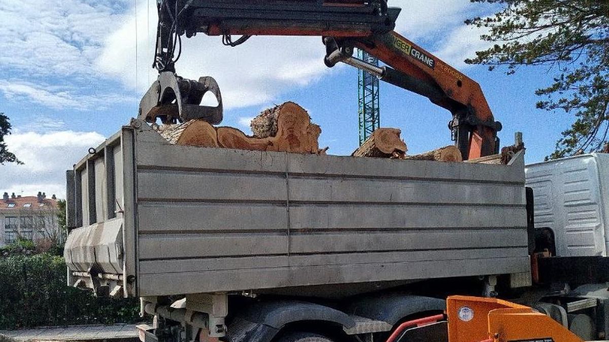 Cantabristas denuncia tala de árboles en Somo cerca de una parcela pendiente de urbanizar