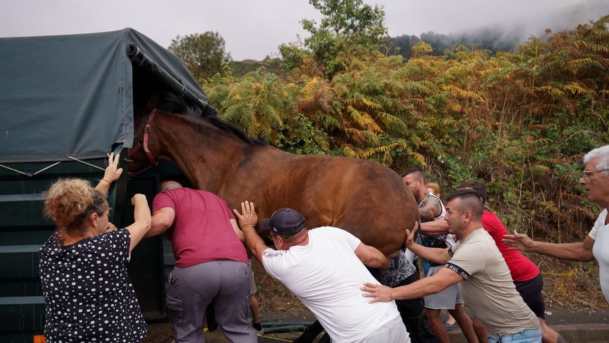 Vecinos y animales evacuados de Pino Alto, en La Orotava, por el incendio forestal declarado en Tenerife