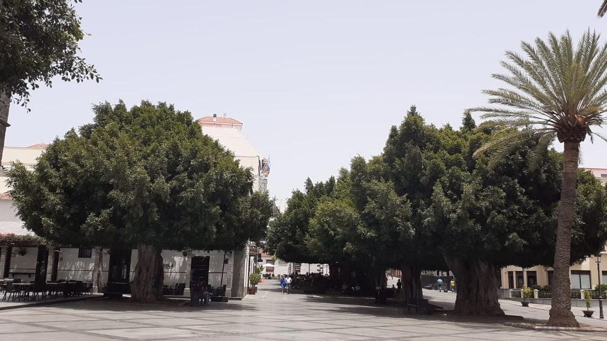 Laureles de India de la Plaza de España.