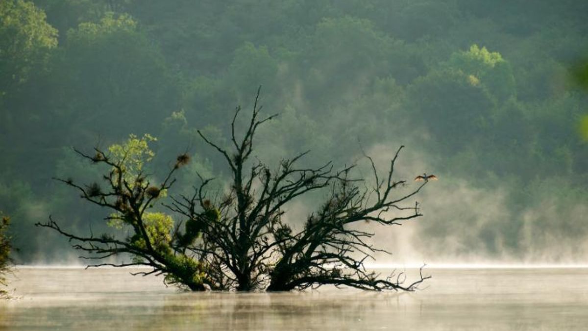 Secando las plumas Mansilla
