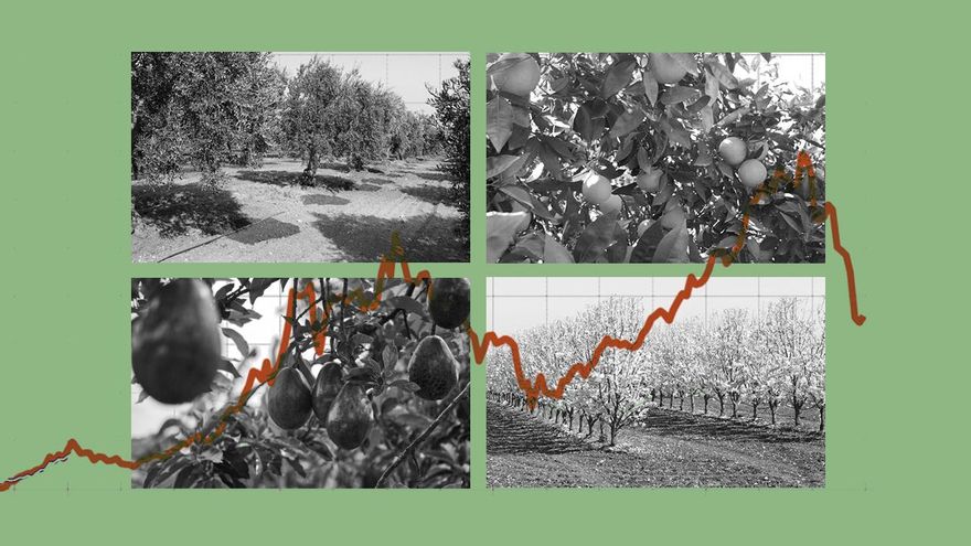 Los fondos de inversión se lanzan a por el olivar, la almendra y los cítricos: "Vivimos la 'uberización' del campo español"