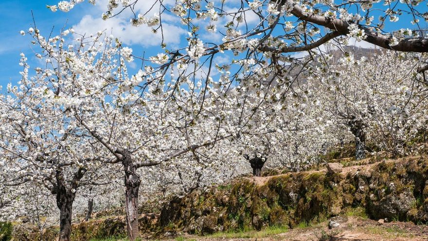 El Valle del Jerte activa su 'semáforo' de la floración: previsiones en tiempo real para no perderse el millón de cerezos