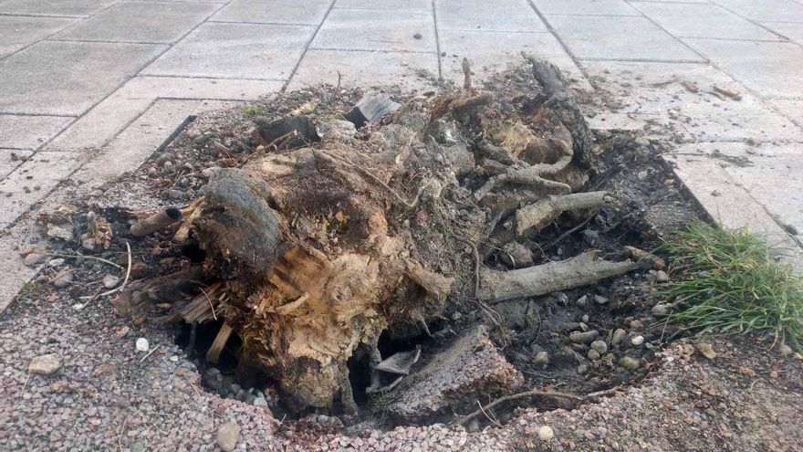 Los vecinos de Tetuán llevarán a cabo una auditoría ciudadana del Plan Alcorques Cero del Ayuntamiento