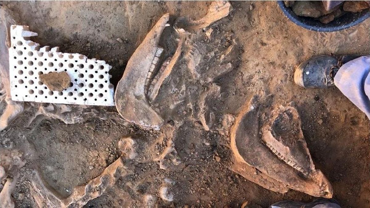 Huesos de caballos hallados en el yacimiento de Casas del Turuñuelo