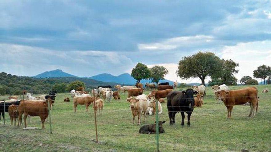 Ganadería vacuna en Dehesa de Castilseras