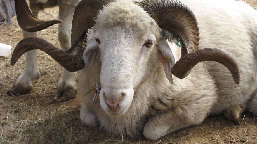 Carnero de raza palmera.