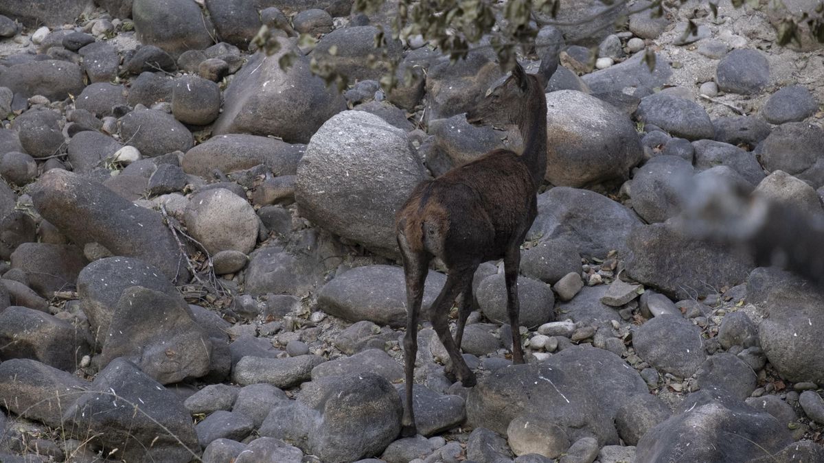 Bordear la ley para poder atender animales en los incendios: "La legislación nos ha impedido salvar más vidas”