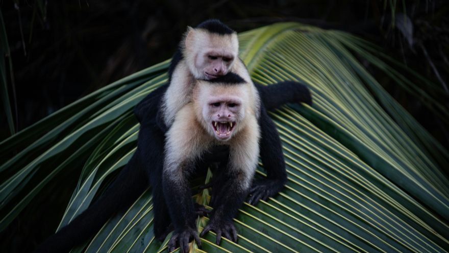 COP16: Definiendo las letras pequeñas del marco global de biodiversidad