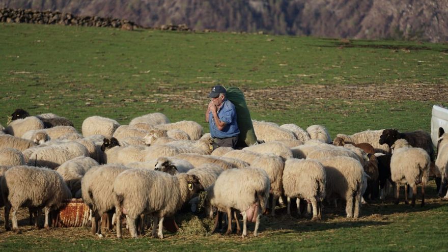 La ganadería en Canarias demanda ayudas "en muy corto plazo de tiempo" para sobrevivir
