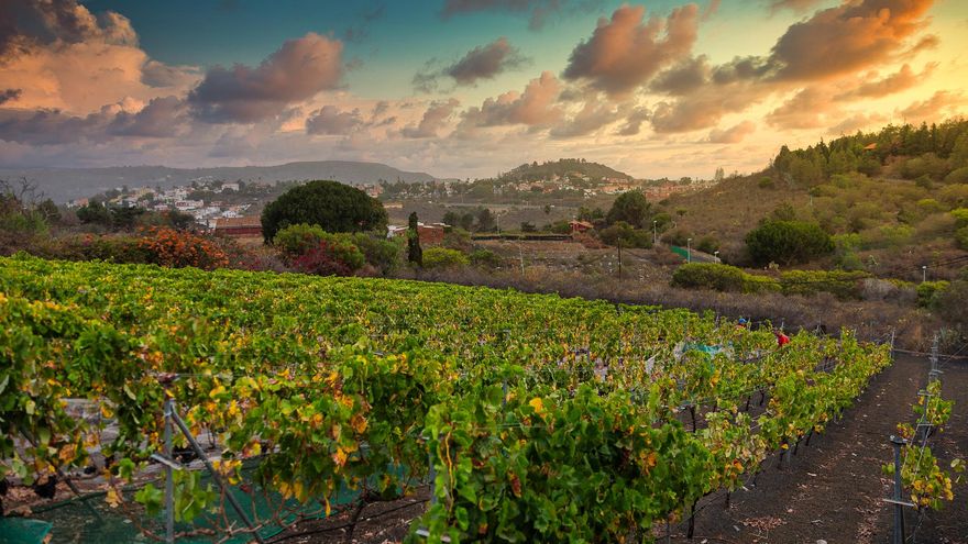 La vendimia en Gran Canaria, un 11% mayor que la de 2019 y con casi dos meses de duración