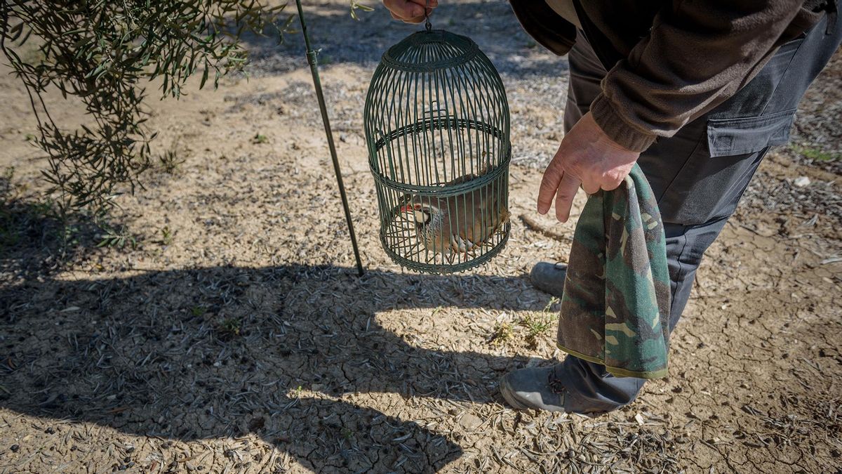 Extremadura protegerá como bien cultural la caza de perdiz con reclamo: ya lo hizo con las monterías, las rehalas y la cetrería