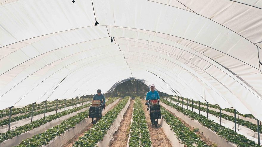 "La fresa importa más que la mano de obra": los abusos detrás del millonario negocio de los frutos rojos en Huelva