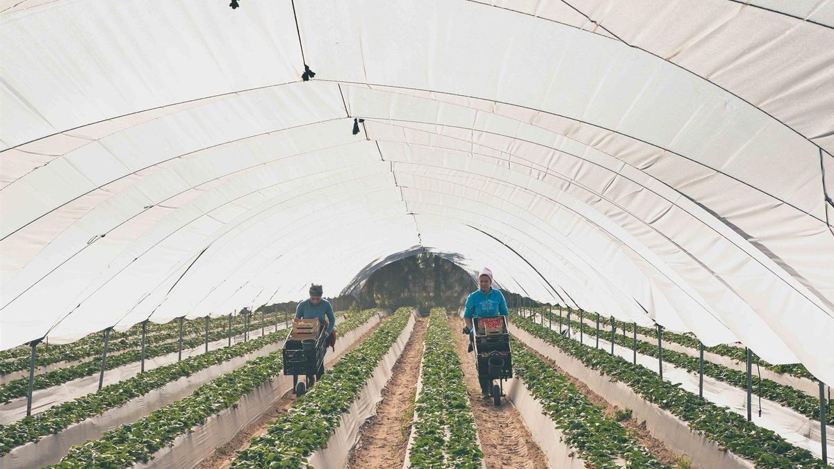 "La fresa importa más que la mano de obra": los abusos detrás del millonario negocio de los frutos rojos en Huelva