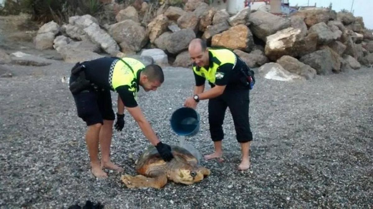 Rescatan una tortuga herida en una playa de Vélez-Málaga