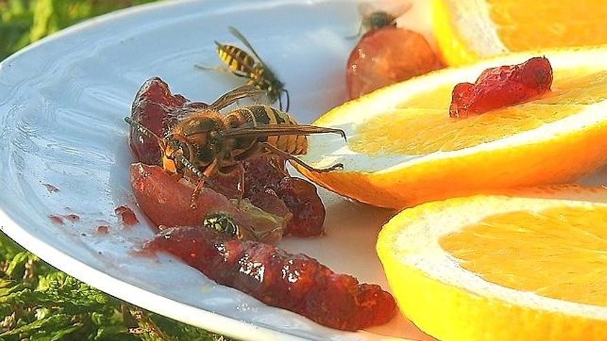 ¿Cómo evitar que las avispas se posen encima de la comida?
