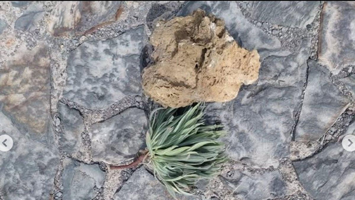 Agentes de Medio Ambiente pillan en el Teide a dos turistas arrancando un ejemplar de tajinaste rojo
