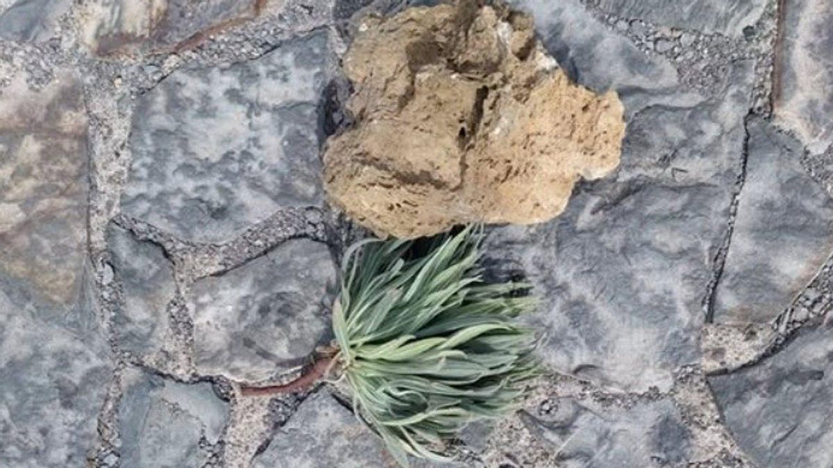 Agentes de Medio Ambiente pillan en el Teide a dos turistas arrancando un ejemplar de tajinaste rojo