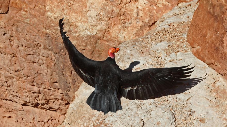El cóndor de California, todavía considerado “en peligro crítico”, podría resurgir hasta el 75% a finales de siglo si se ayuda a la especie. 