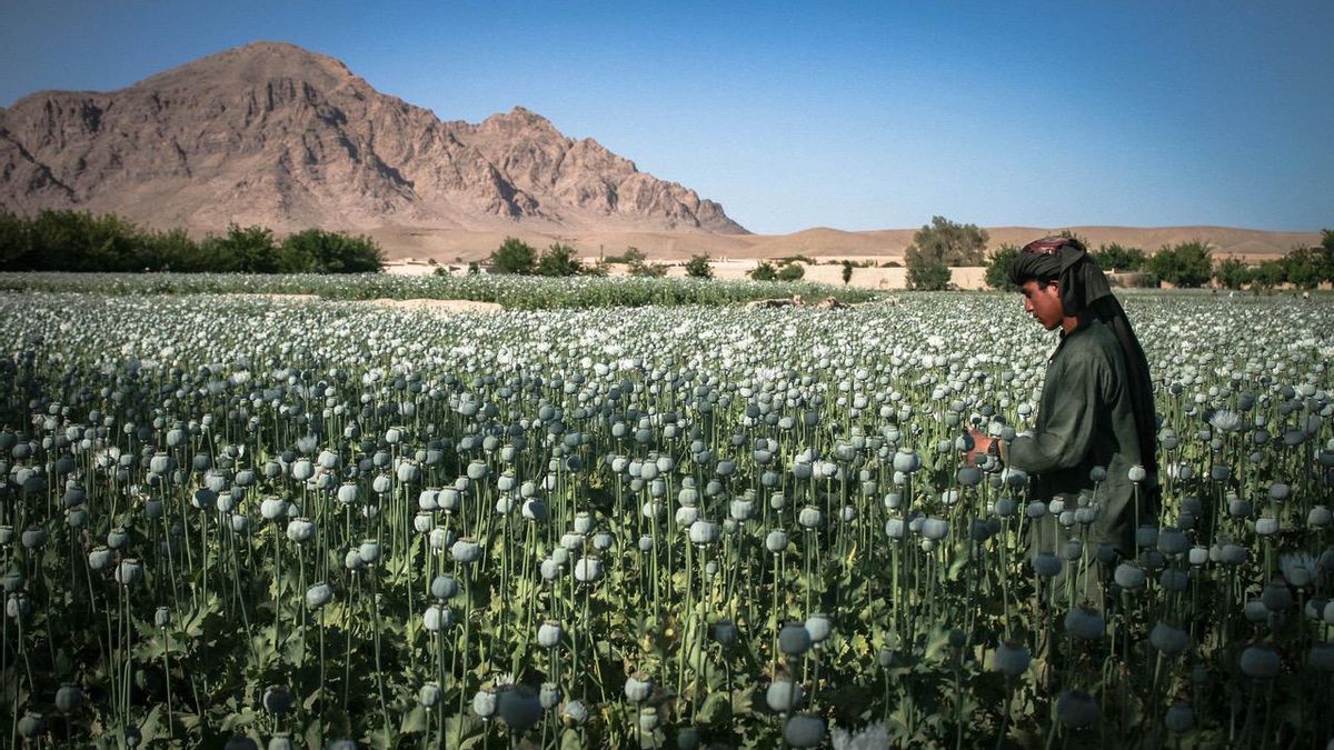 A Pampliega le llama la atención el contrapunto colorido que representan las flores en un país tan gris.