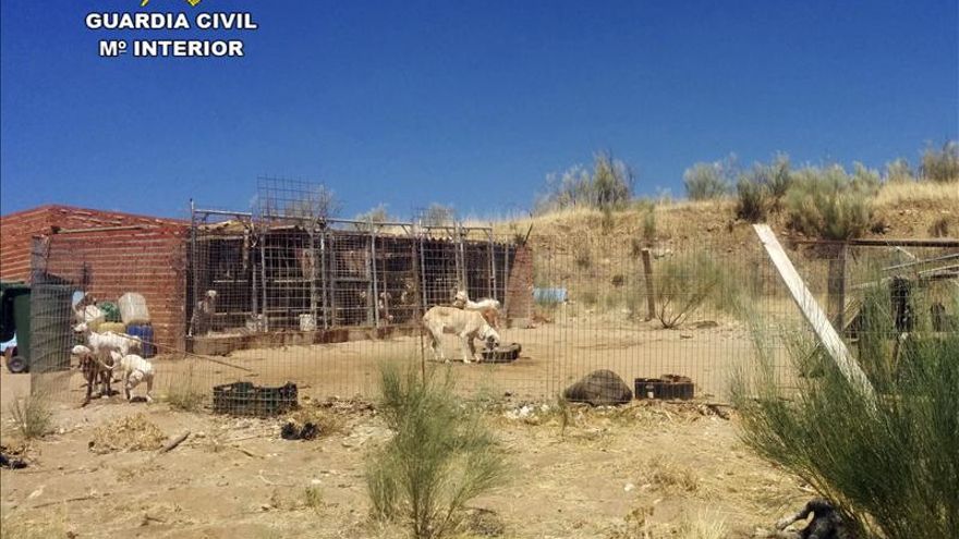 El juez imputa a un hombre acusado de maltratar a 52 perros de caza en Madrid