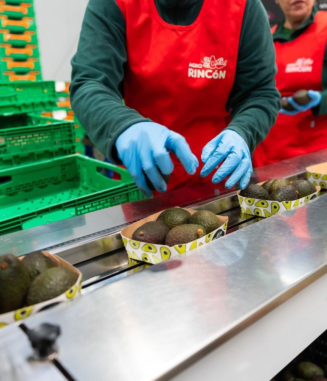 Proceso de envasado de aguacates en una planta de Agrorincón.