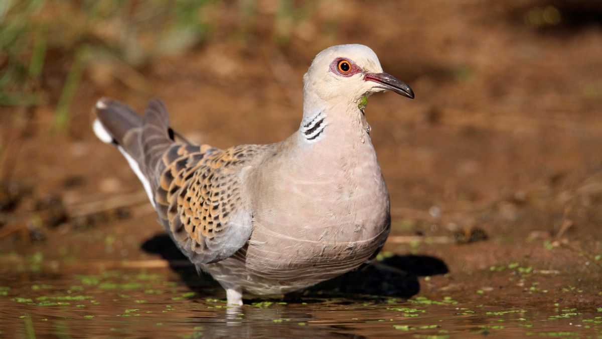 Vista de archivo de una tórtola europea. EFE/Beldad