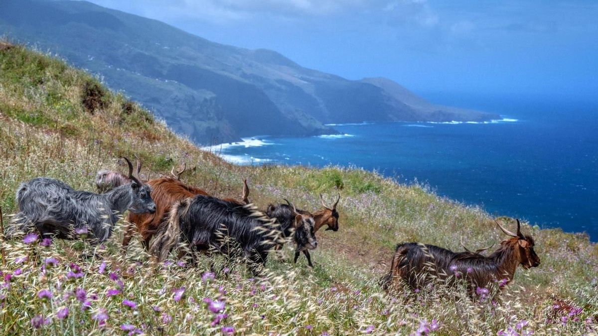 Cabras de raza palmera.