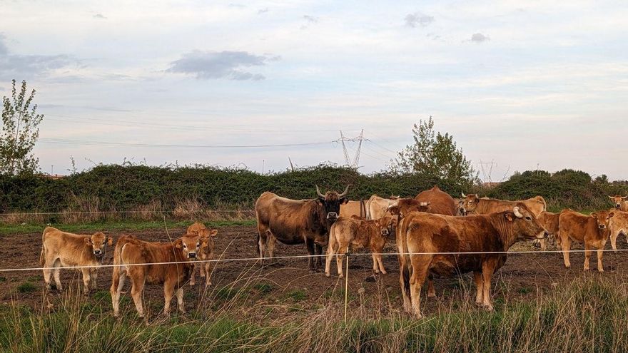 El sur de la provincia de León vive un 'boom' de proyectos de biogás sobre residuos agroganaderos